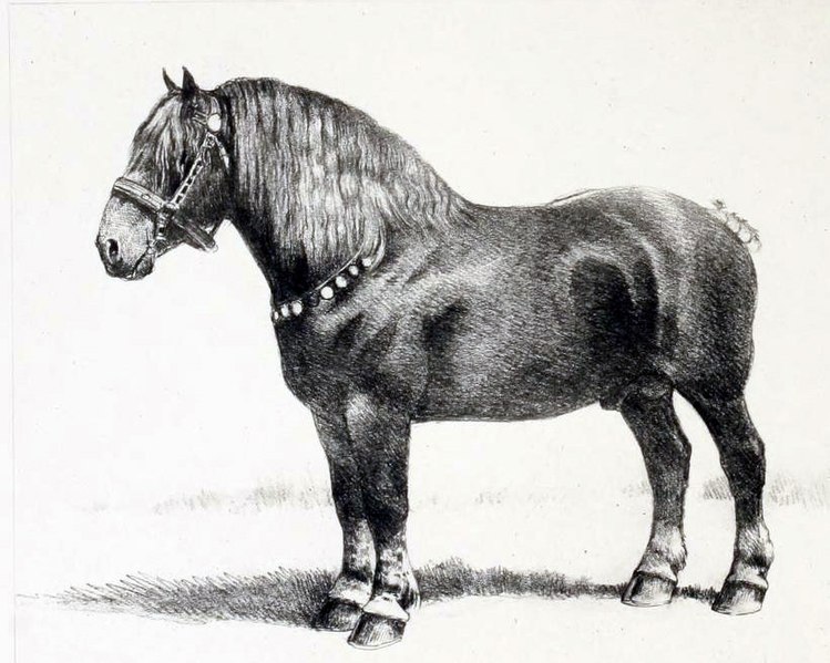 Музей бельгийской упряжной лошади открылся с 1 марта в Воллезеле 