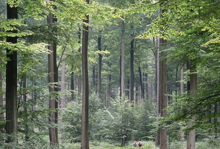 Власти Брюсселя планируют создать самый большой городской лес в Бельгии